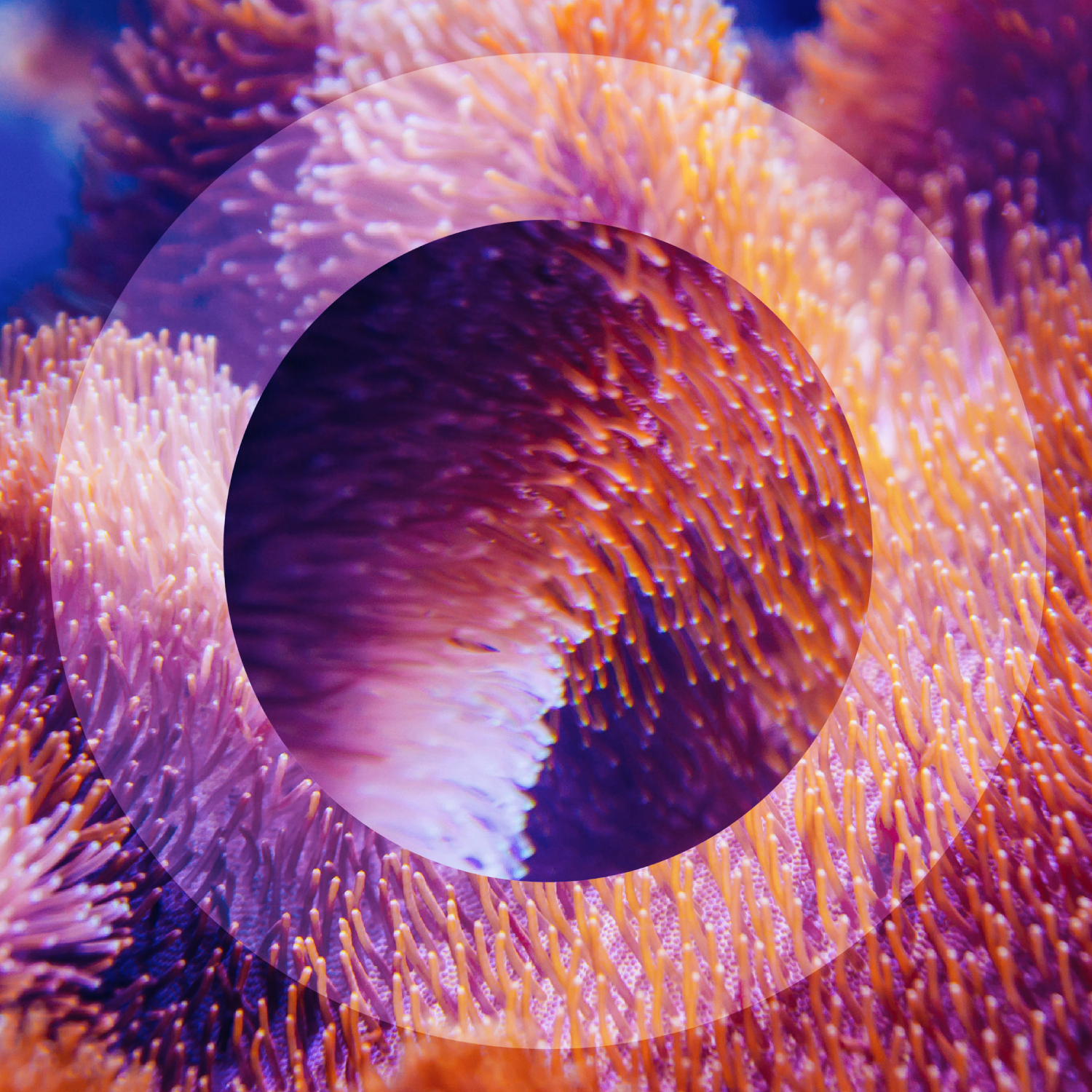 Sustainability Coral O