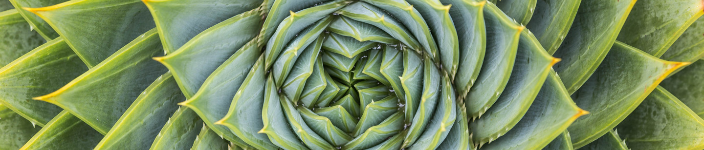Zoomed in aerial image of a succulent