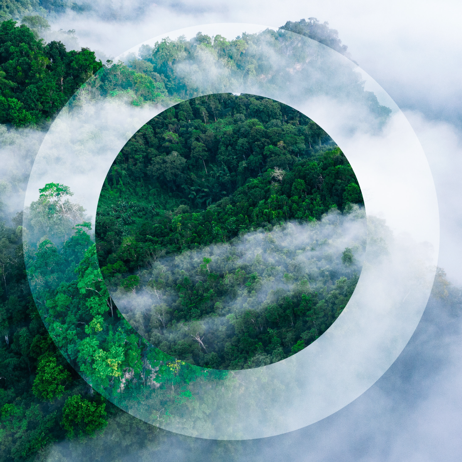 Sustainability Trees O