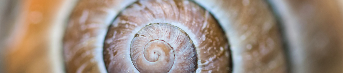 Snail shell zoomed in