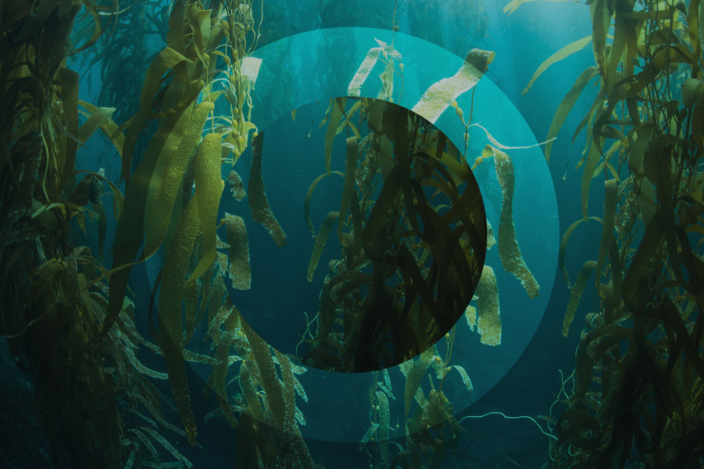 Underwater scene with kelp forest and Ogier logo graphic overlayed