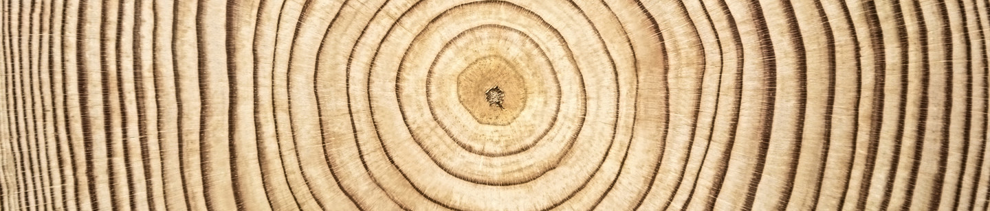 Tree rings in a stump